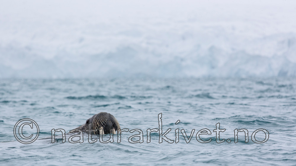 KA_140614_4793 / Odobenus rosmarus / Hvalross