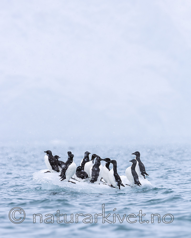 KA_140614_4806 / Uria lomvia / Polarlomvi