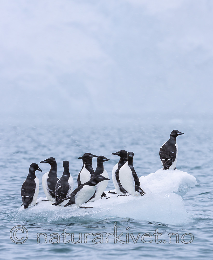 KA_140614_4808 / Uria lomvia / Polarlomvi