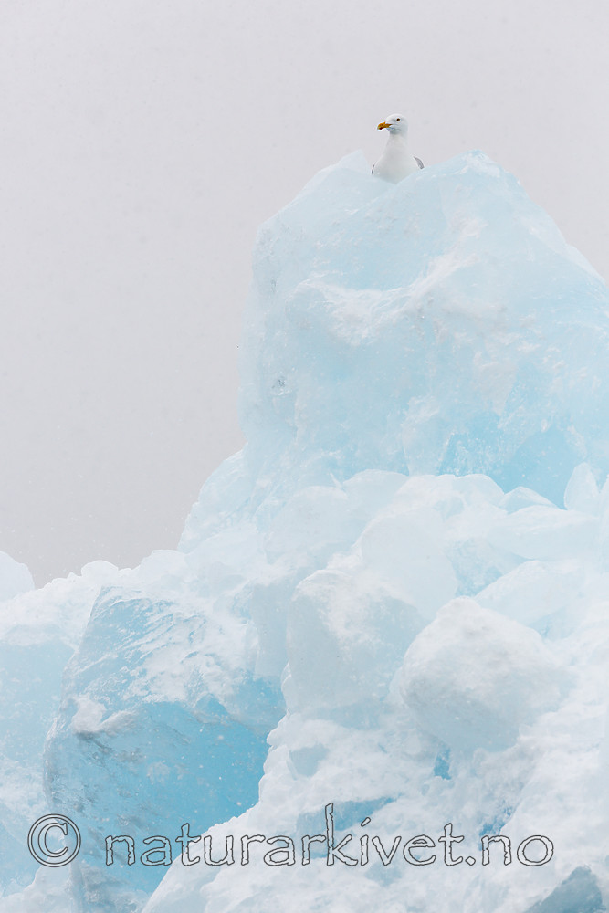 KA_140614_4819 / Larus hyperboreus / Polarmåke