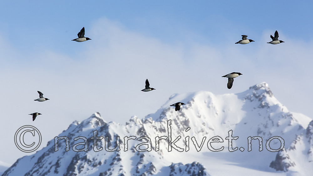 KA_140615_5025 / Uria lomvia / Polarlomvi