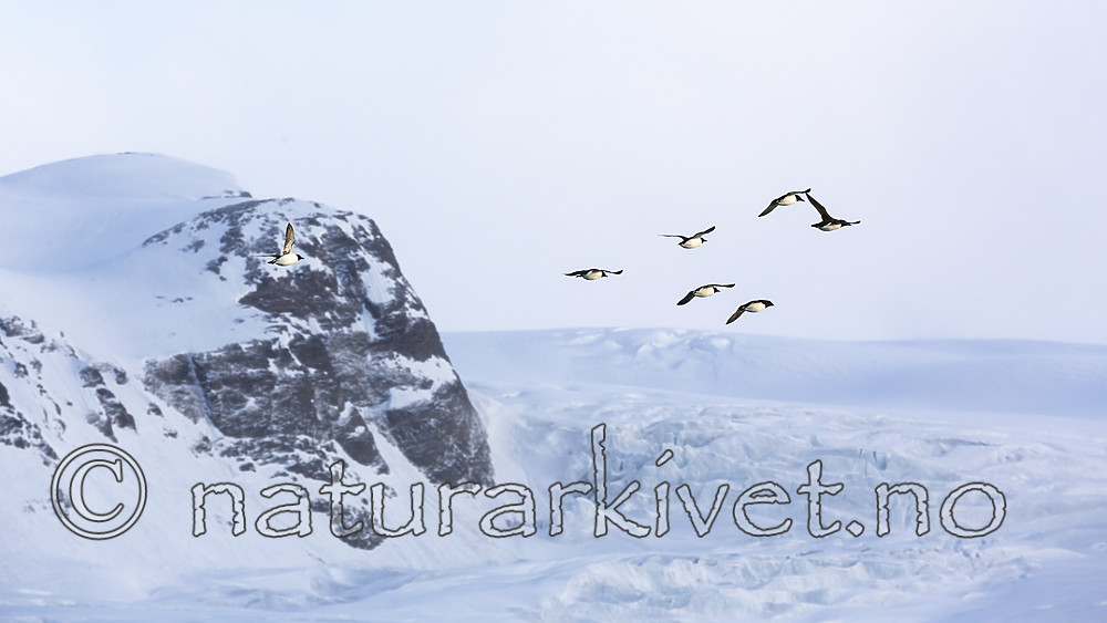 KA_140615_5027 / Uria lomvia / Polarlomvi