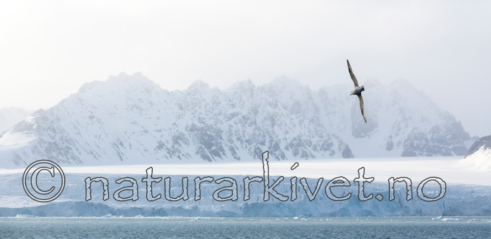 KA_140615_5033 / Fulmarus glacialis / Havhest