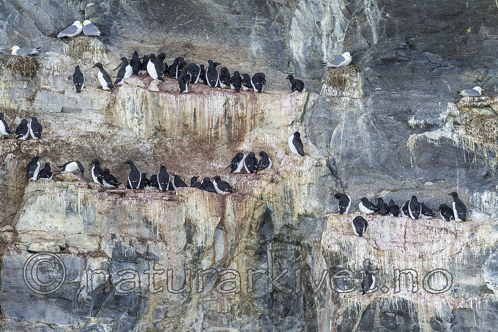 KA_140615_5056 / Rissa tridactyla / Krykkje <br /> Uria lomvia / Polarlomvi