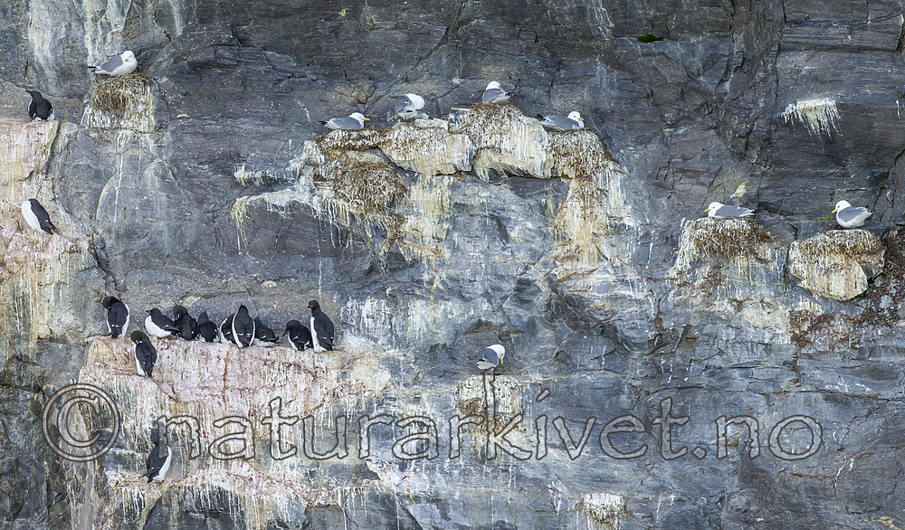 KA_140615_5057 / Rissa tridactyla / Krykkje <br /> Uria lomvia / Polarlomvi