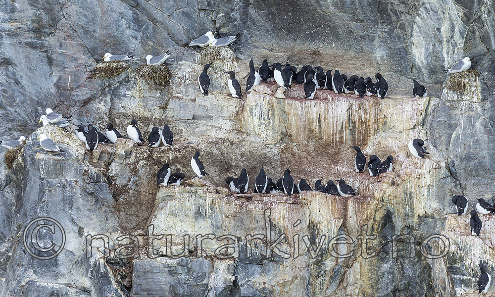 KA_140615_5058 / Rissa tridactyla / Krykkje <br /> Uria lomvia / Polarlomvi