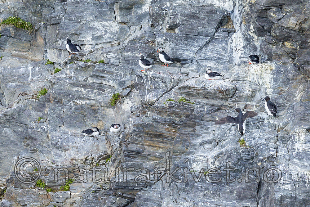 KA_140615_5060 / Fratercula arctica / Lunde <br /> Uria lomvia / Polarlomvi