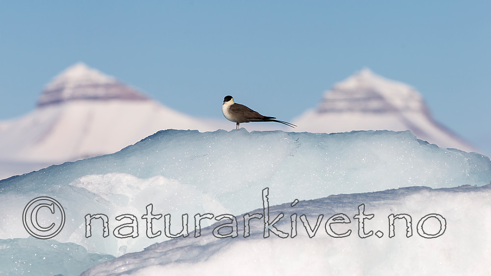 KA_140615_5101 / Stercorarius longicaudus / Fjelljo