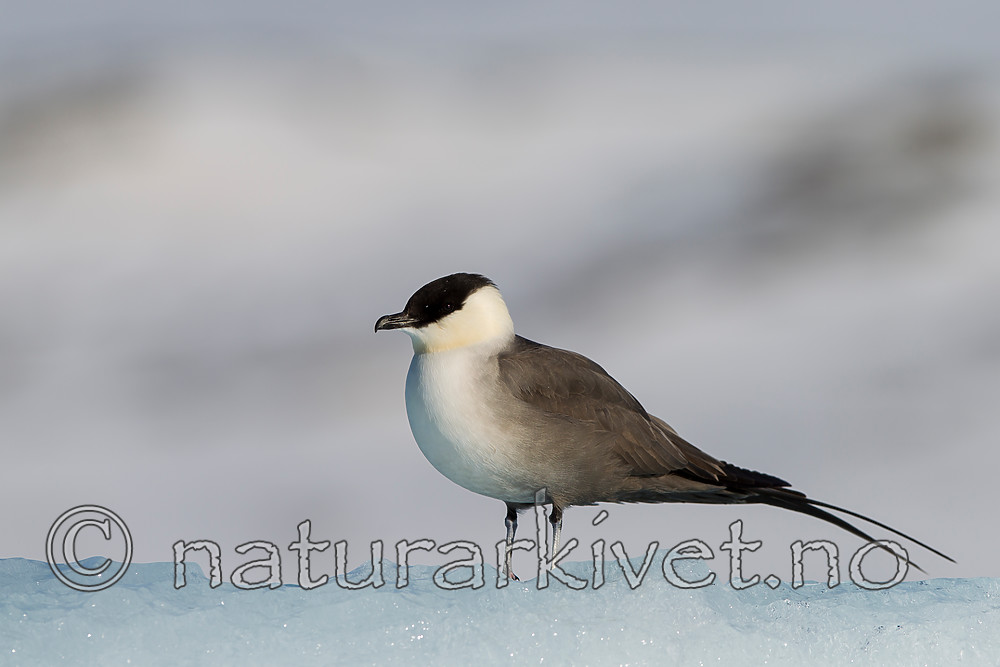 KA_140615_5108 / Stercorarius longicaudus / Fjelljo