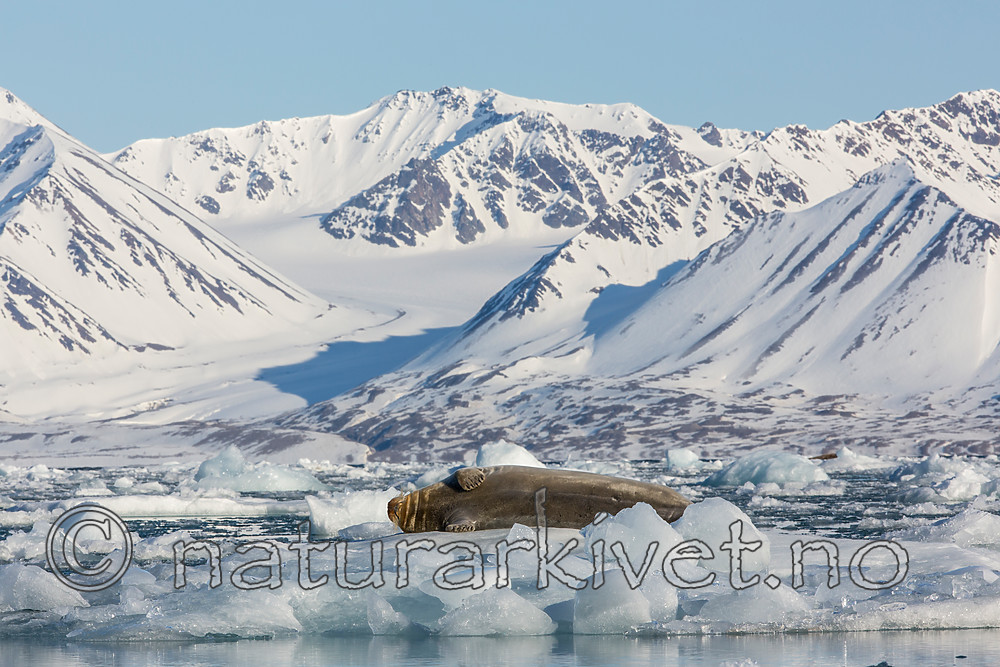 KA_140615_5147 / Erignathus barbatus / Storkobbe