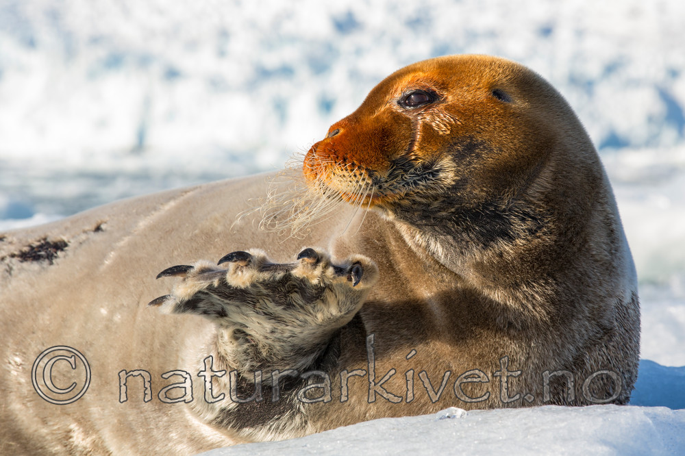 KA_140615_5196 / Erignathus barbatus / Storkobbe