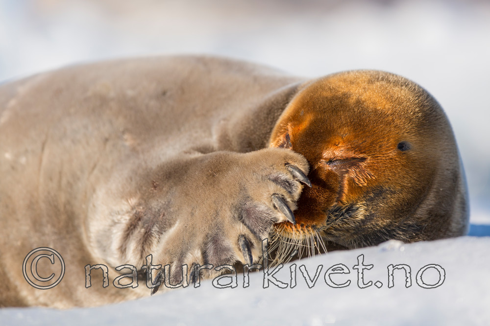 KA_140615_5209 / Erignathus barbatus / Storkobbe