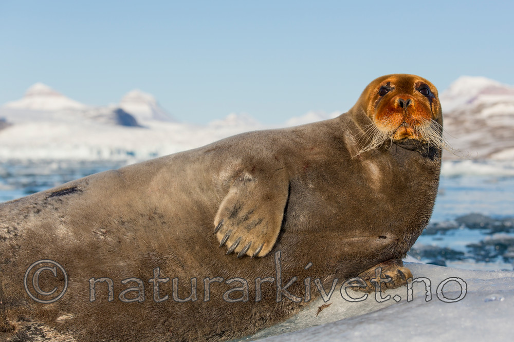 KA_140615_5237 / Erignathus barbatus / Storkobbe