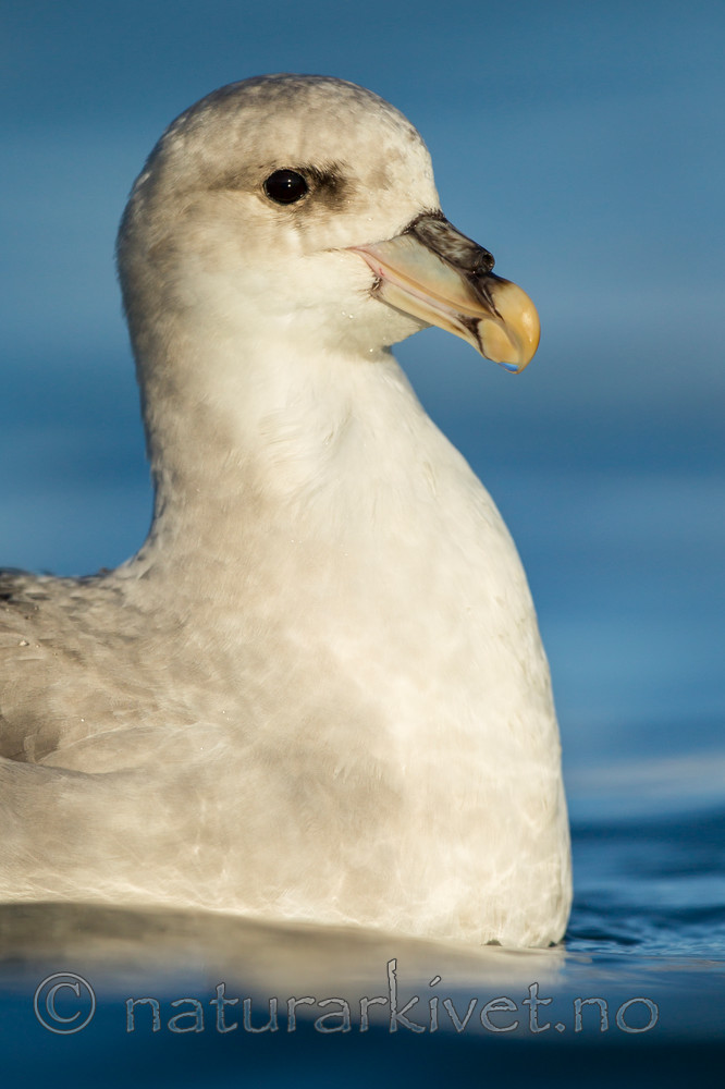 KA_140615_5271 / Fulmarus glacialis / Havhest