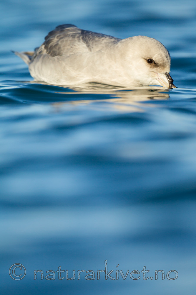 KA_140615_5277 / Fulmarus glacialis / Havhest