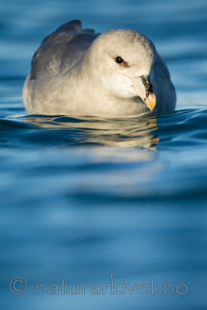 KA_140615_5281 / Fulmarus glacialis / Havhest