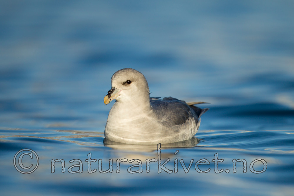KA_140615_5284 / Fulmarus glacialis / Havhest