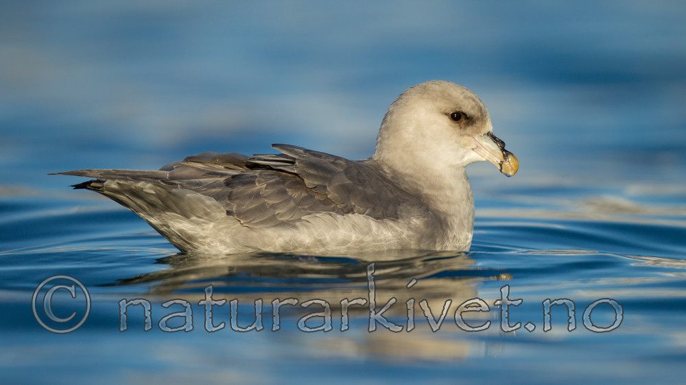 KA_140615_5285 / Fulmarus glacialis / Havhest