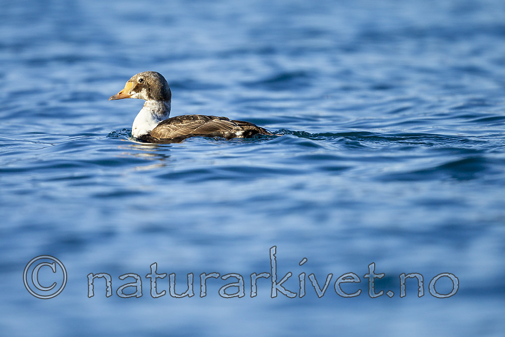 KA_140616_5294 / Somateria spectabilis / Praktærfugl