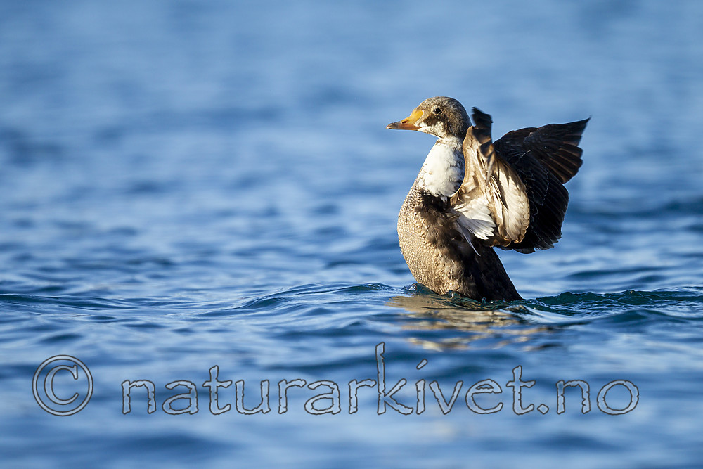 KA_140616_5298 / Somateria spectabilis / Praktærfugl