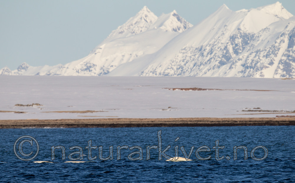 KA_140616_5304 / Delphinapterus leucas / Hvithval