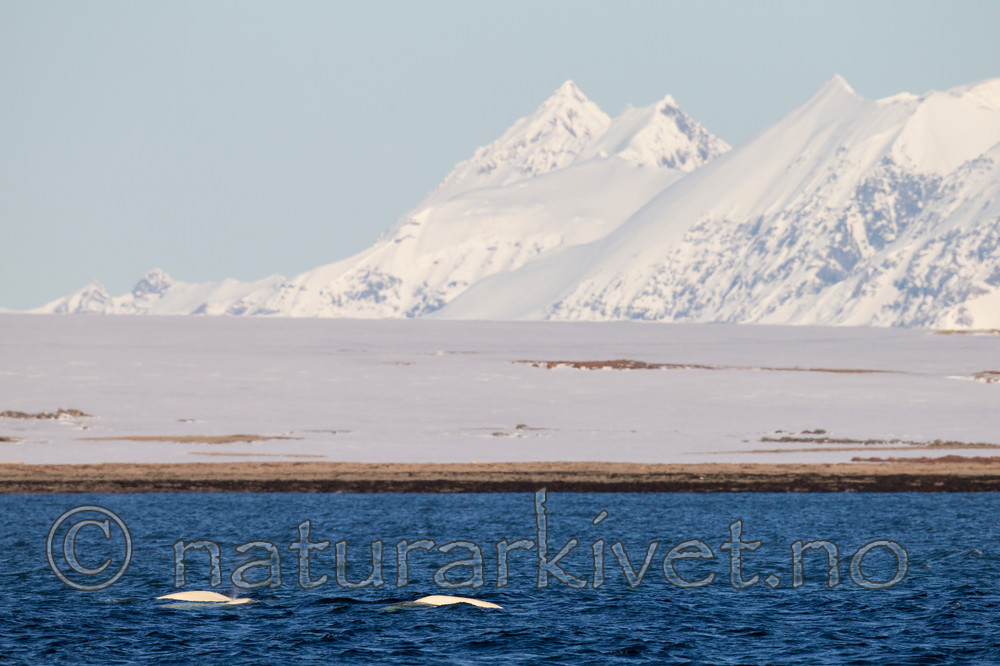 KA_140616_5305 / Delphinapterus leucas / Hvithval