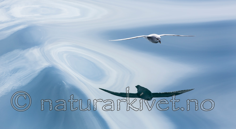 KA_140616_5328 / Fulmarus glacialis / Havhest