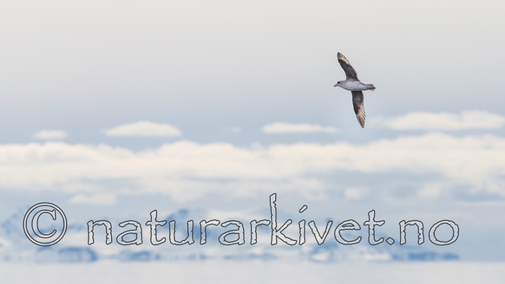 KA_140616_5428 / Fulmarus glacialis / Havhest