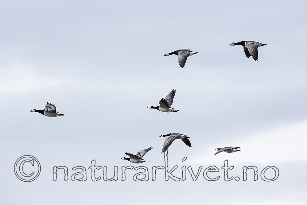 KA_140616_5444 / Branta leucopsis / Hvitkinngås