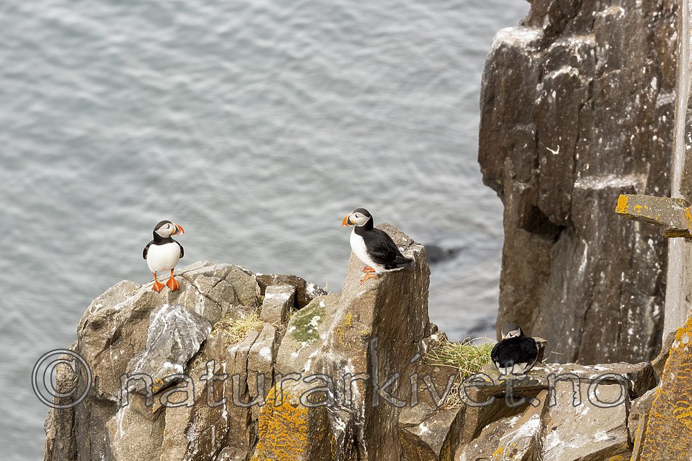 KA_140616_5464 / Fratercula arctica / Lunde