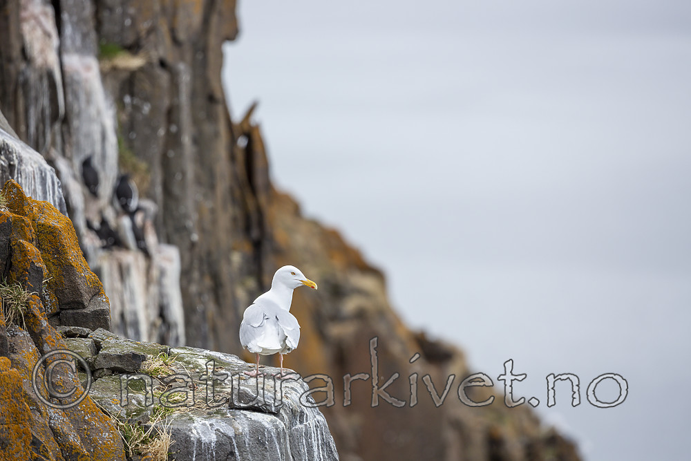 KA_140616_5487 / Larus hyperboreus / Polarmåke