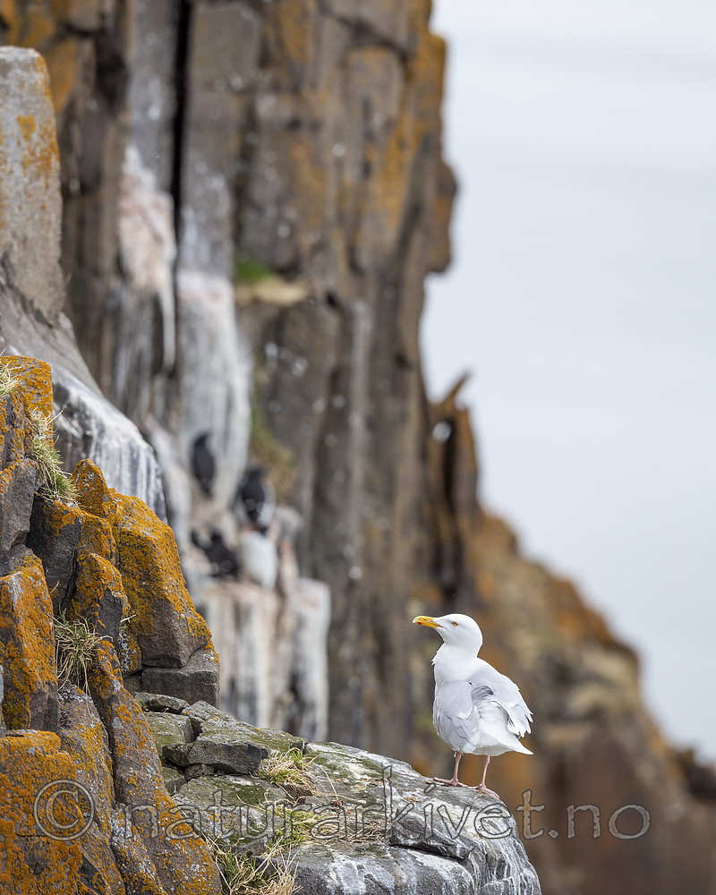 KA_140616_5488 / Larus hyperboreus / Polarmåke