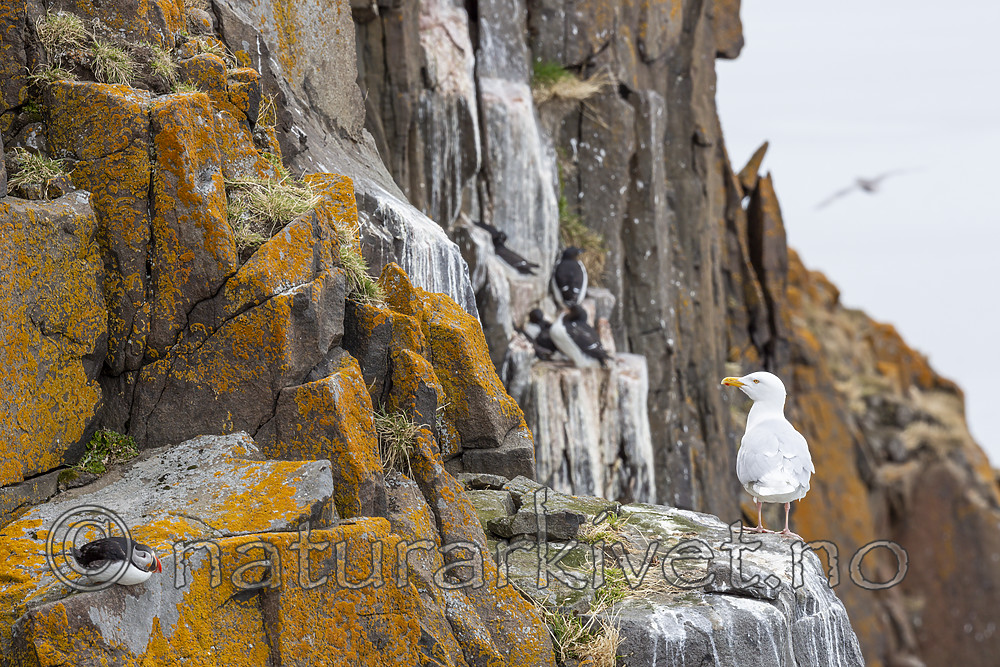 KA_140616_5489 / Larus hyperboreus / Polarmåke <br /> Uria lomvia / Polarlomvi