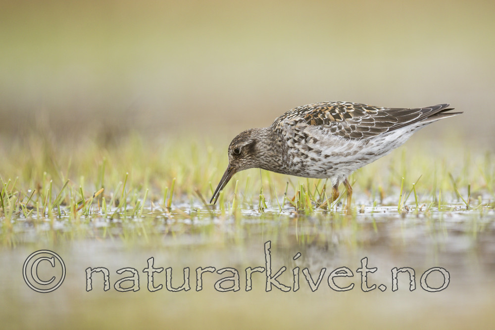 KA_140616_5507 / Calidris maritima / Fjæreplytt