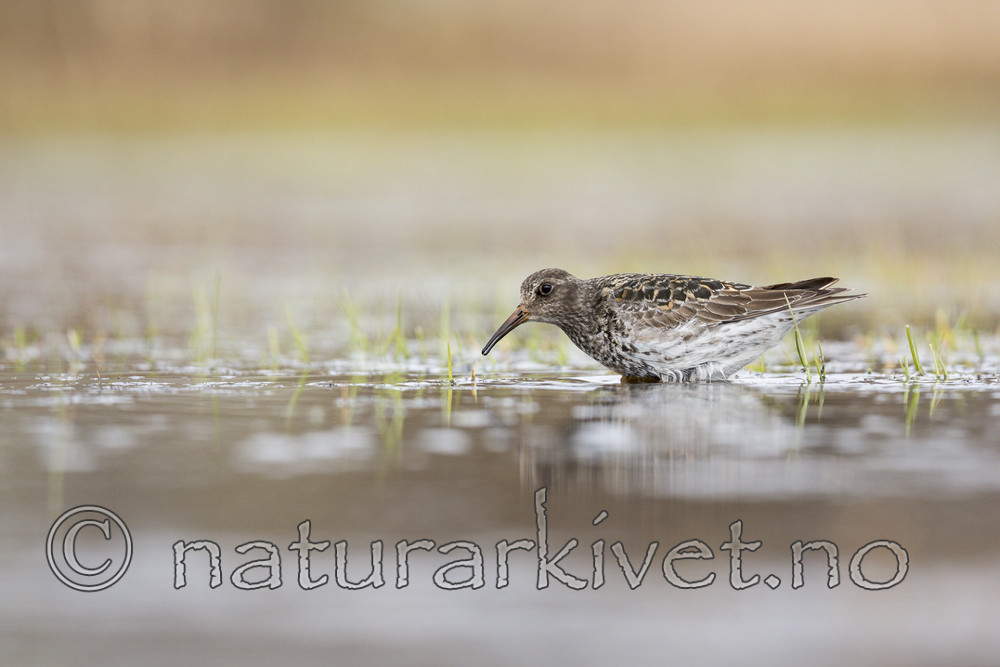 KA_140616_5511 / Calidris maritima / Fjæreplytt