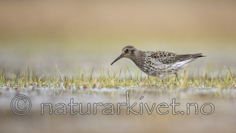 KA_140616_5513 / Calidris maritima / Fjæreplytt