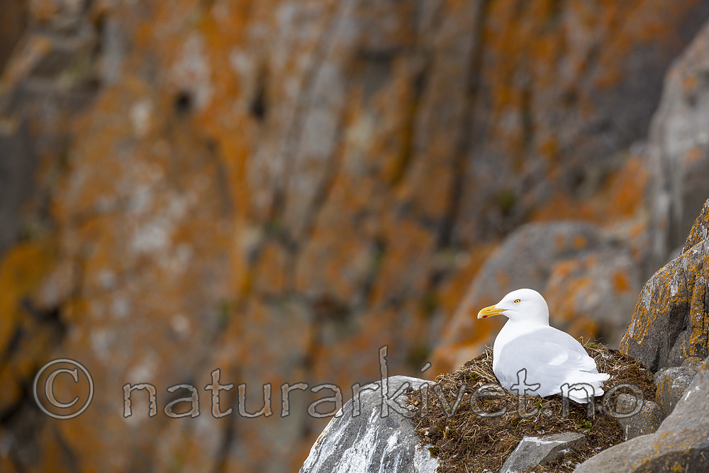KA_140616_5523 / Larus hyperboreus / Polarmåke
