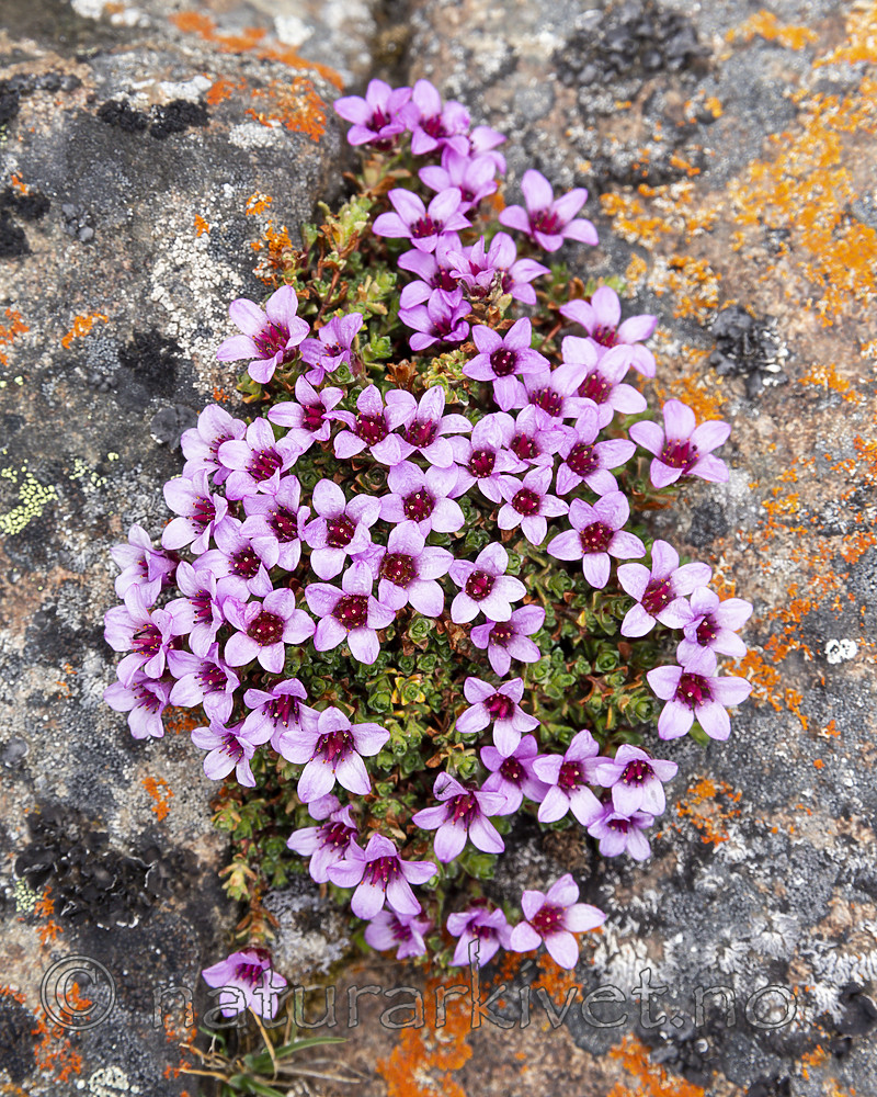 KA_140616_5534 / Saxifraga oppositifolia / Rødsildre
