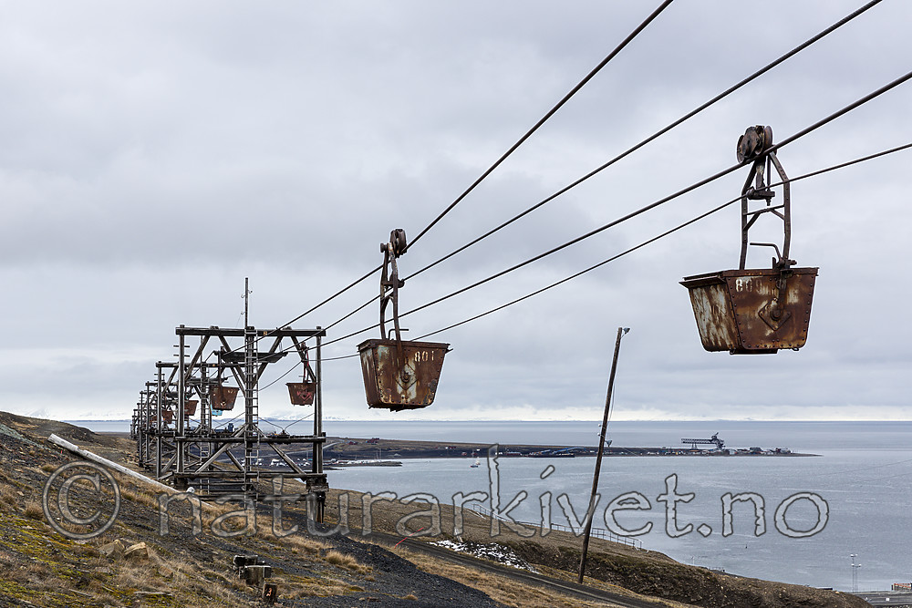 KA_140617_5557 / Aphis klimeschi