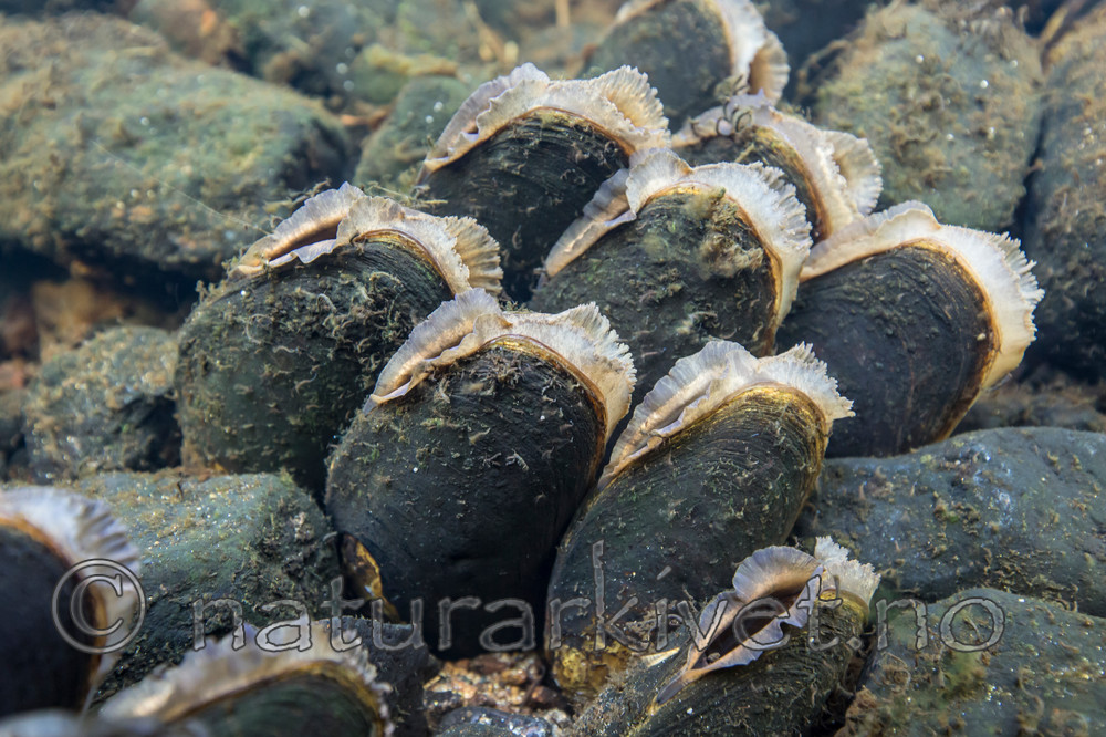 KA_140625_1281 / Margaritifera margaritifera / Elvemusling