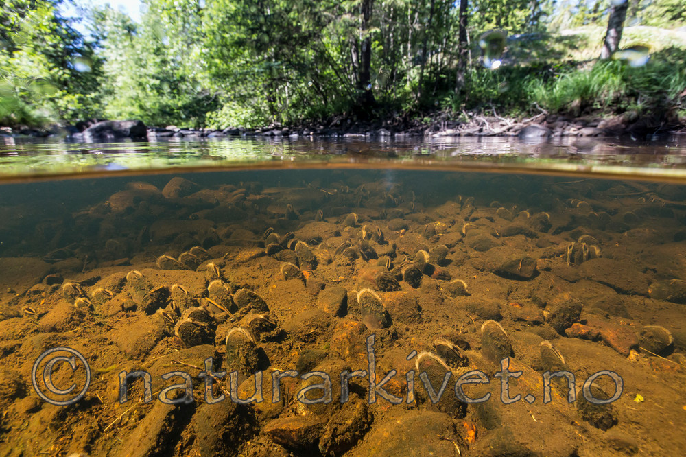 KA_140625_1283 / Margaritifera margaritifera / Elvemusling