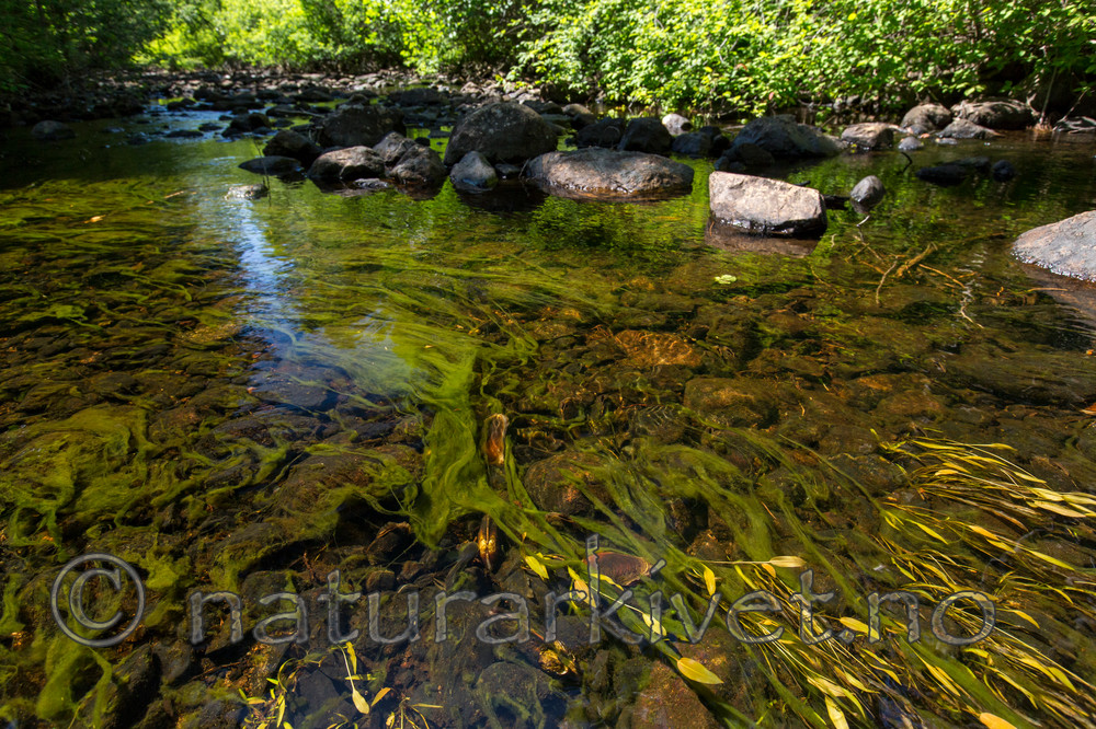 KA_140625_1306 / Margaritifera margaritifera / Elvemusling