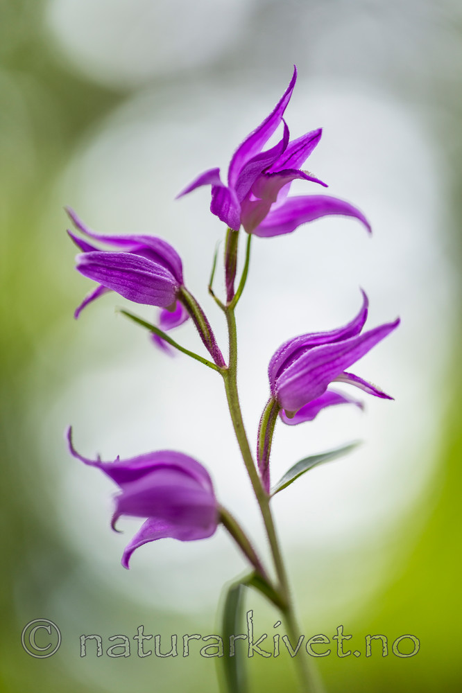 KA_140625_5927 / Cephalanthera rubra / Rød skogfrue