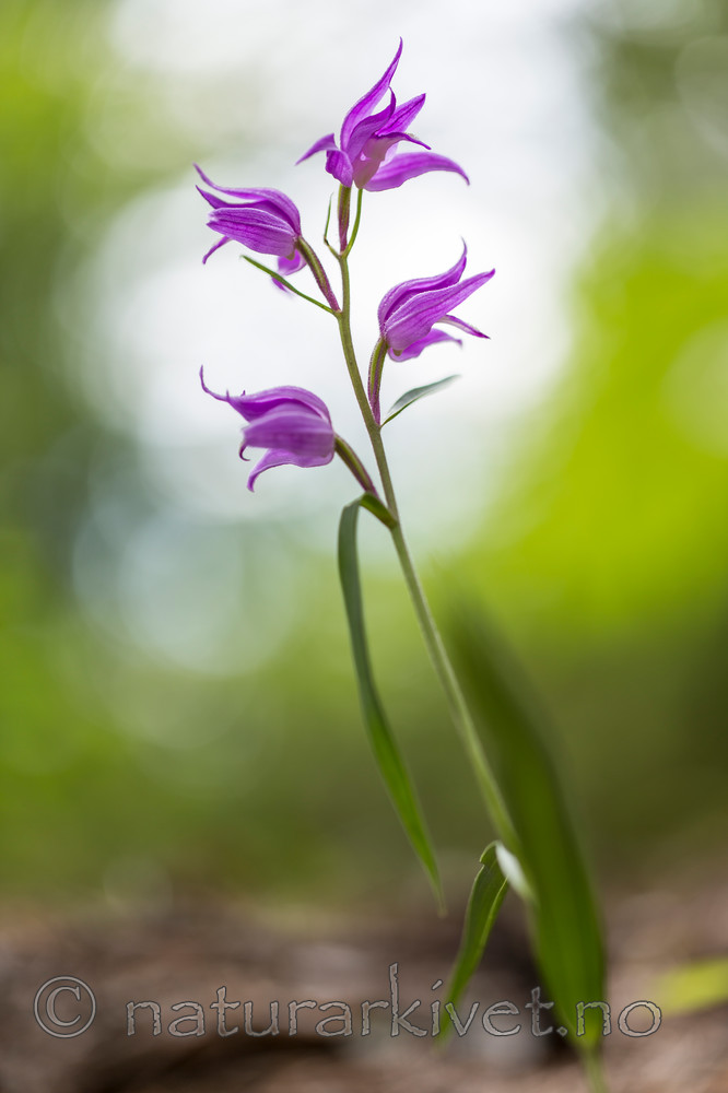 KA_140625_5929 / Cephalanthera rubra / Rød skogfrue