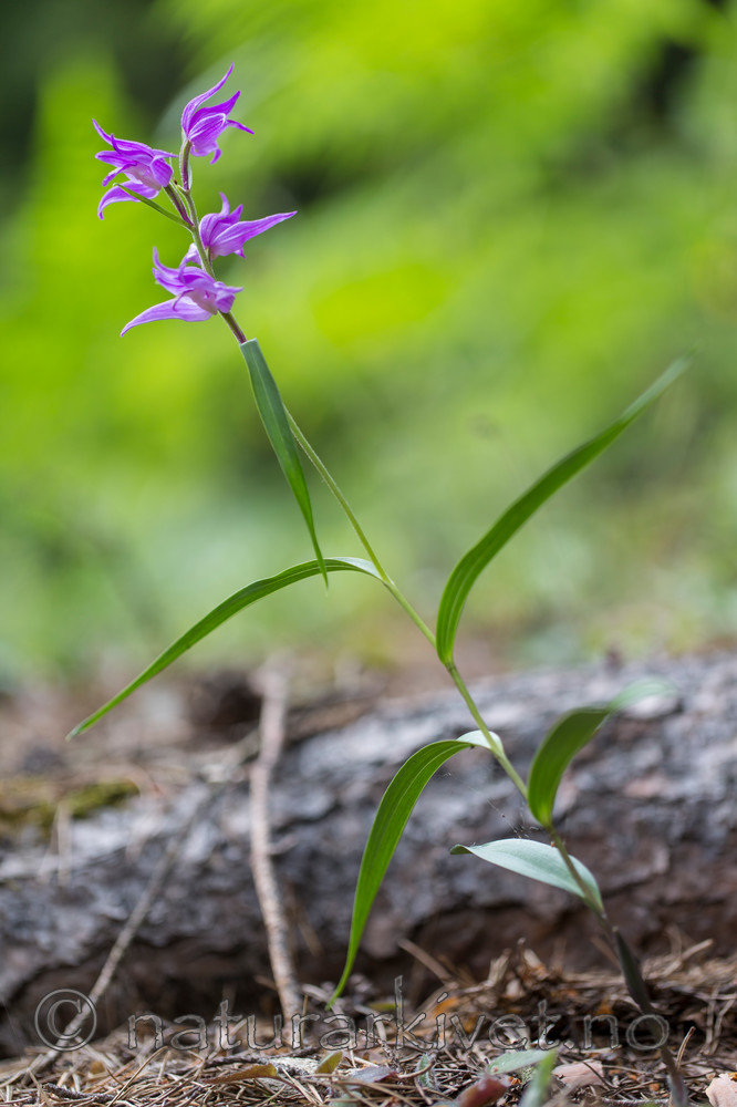 KA_140625_5930 / Cephalanthera rubra / Rød skogfrue