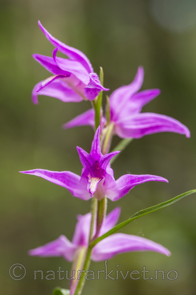 KA_140625_5935 / Cephalanthera rubra / Rød skogfrue