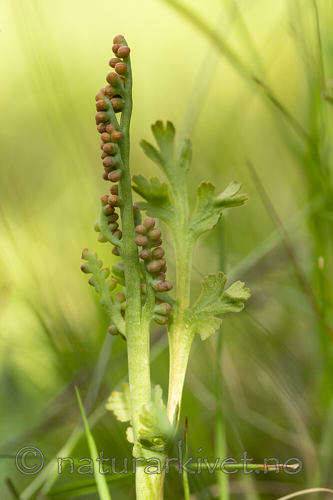 KA_140625_5936 / Botrychium matricariifolium / Huldrenøkkel