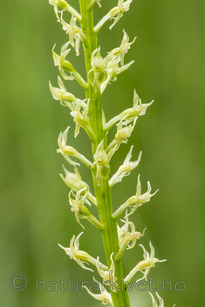 KA_140706_6048 / Microstylis monophyllos / Knottblom