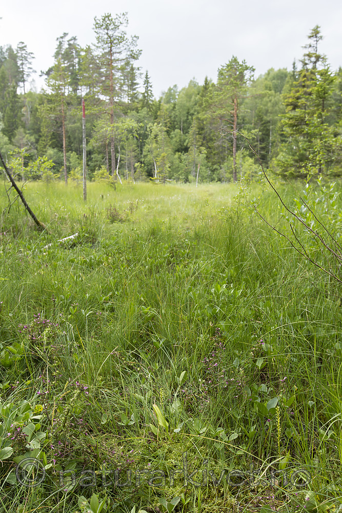 KA_140706_6053 / Microstylis monophyllos / Knottblom