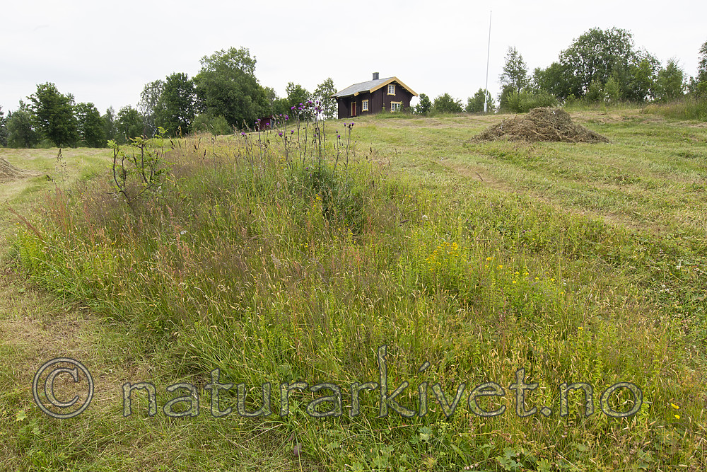 KA_140706_6054 / Knautia arvensis / Rødknapp